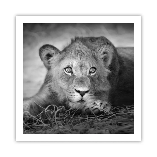 Affisch - Kunglig valp - 60x60 cm