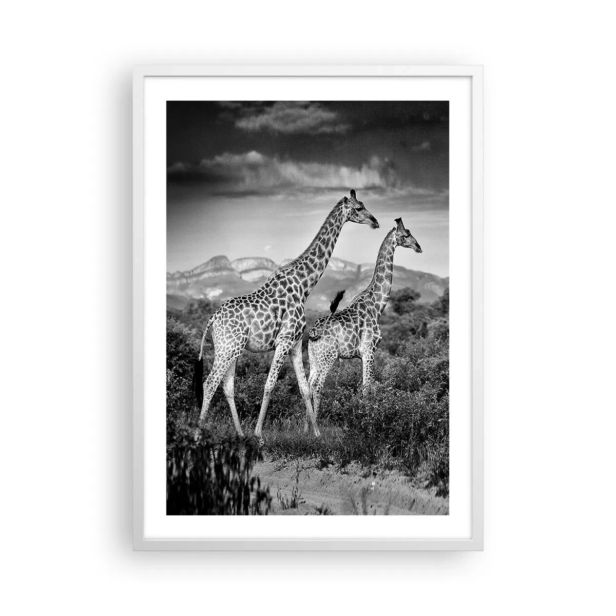 Affisch i vit ram - Högre klasser i Afrika - 50x70 cm