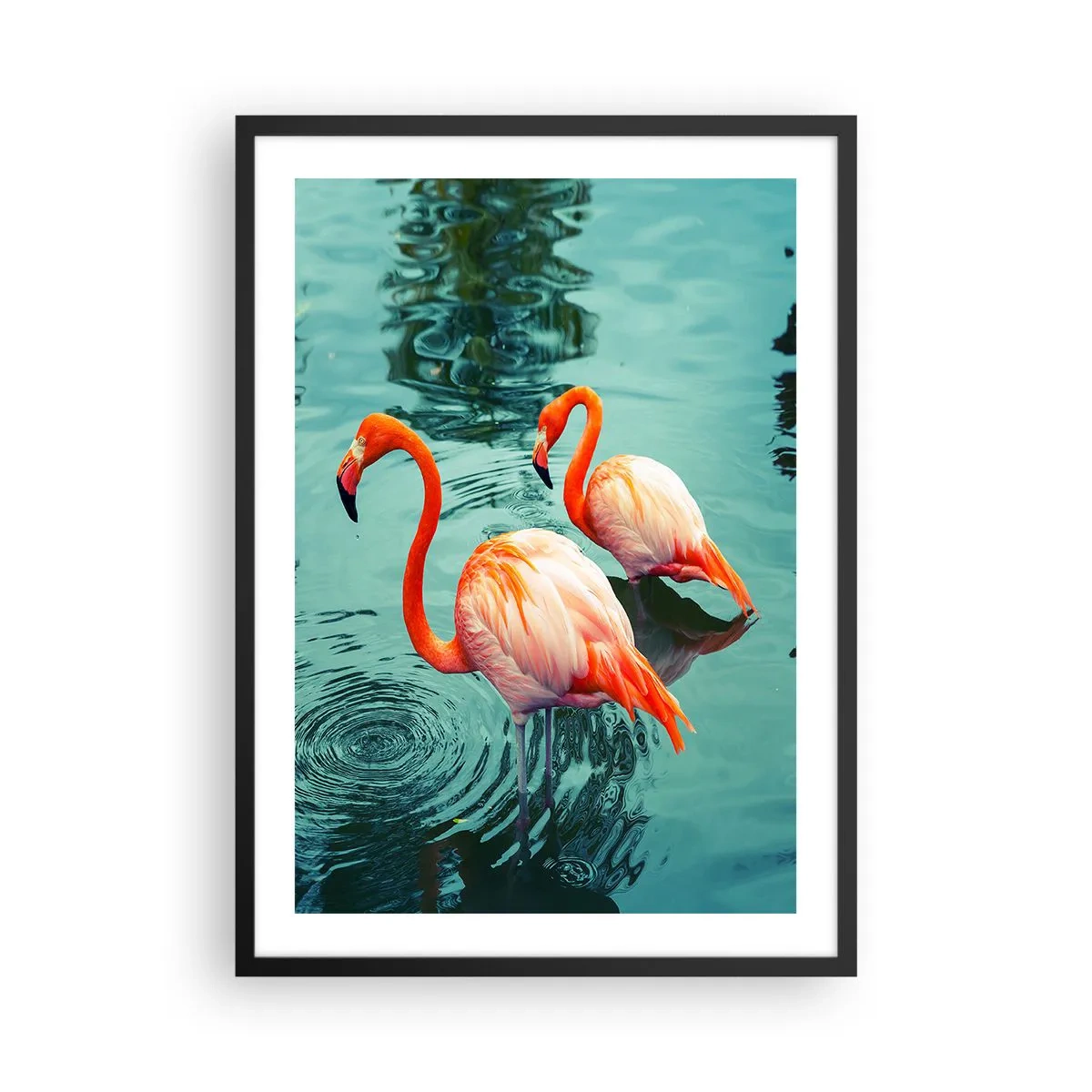 Affisch i svart ram - Två flamingos mot bakgrund av lugnt vatten - 50x70cm - Nu är vi på modet - Modern väggdekoration för vardagsrum och sovrum ARTTOR