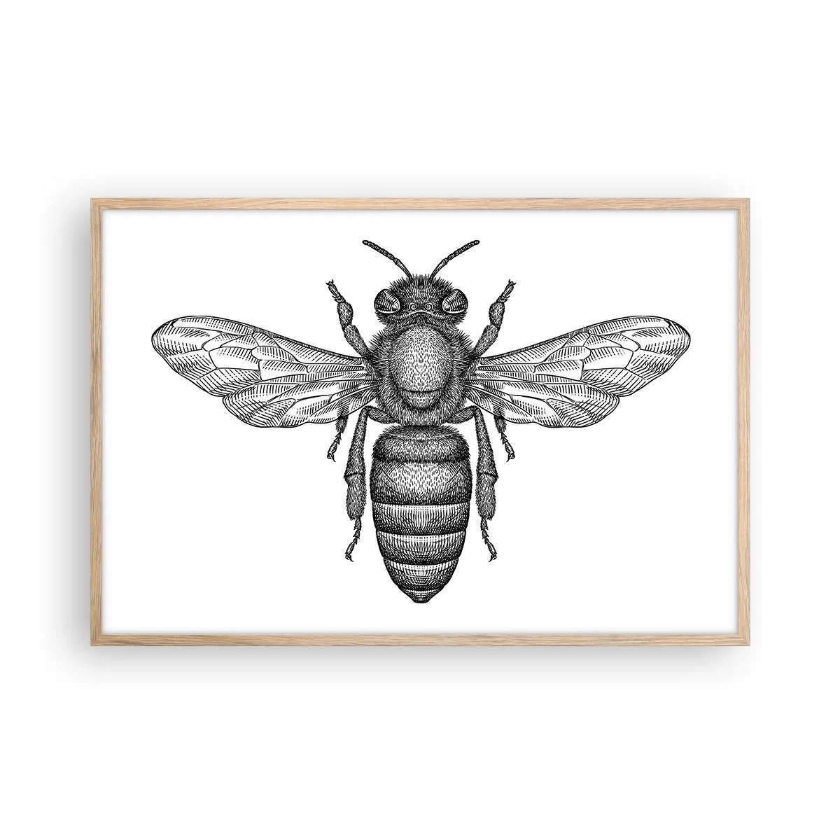Affisch i ram av ljusek - Porträtt av en insekt - 91x61 cm