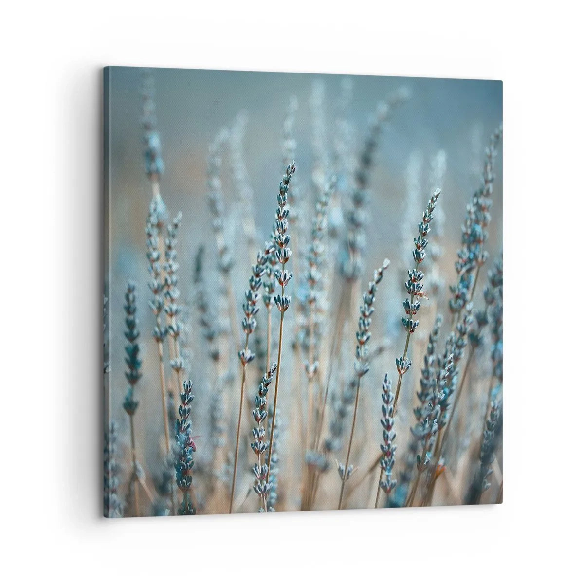 Canvastavla - Bild på duk - Doftande åkermark - 60x60 cm