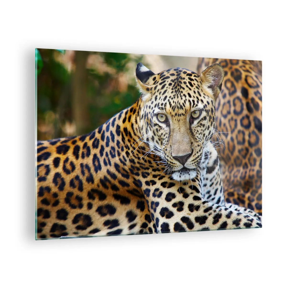 Glastavla - Bild på glas - En vild leopard som vilar bland grönskan - 70x50cm - Vild och lugn - Modern väggdekoration för vardagsrum och sovrum ARTTOR