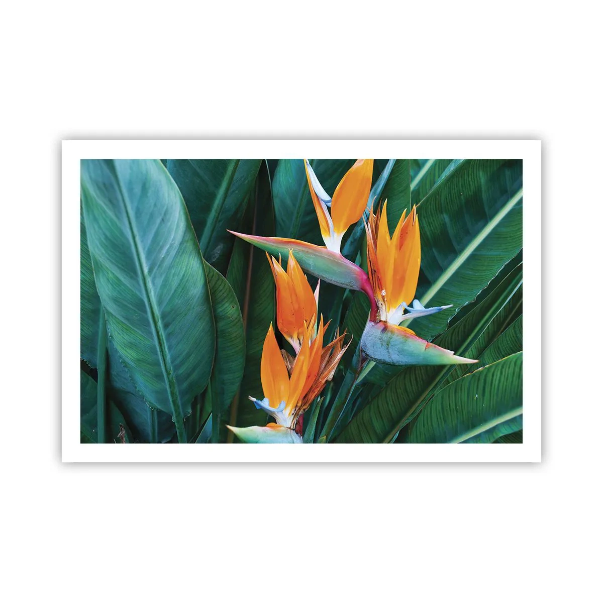 Affisch - Är det en blomma, eller en fågel? - 91x61 cm