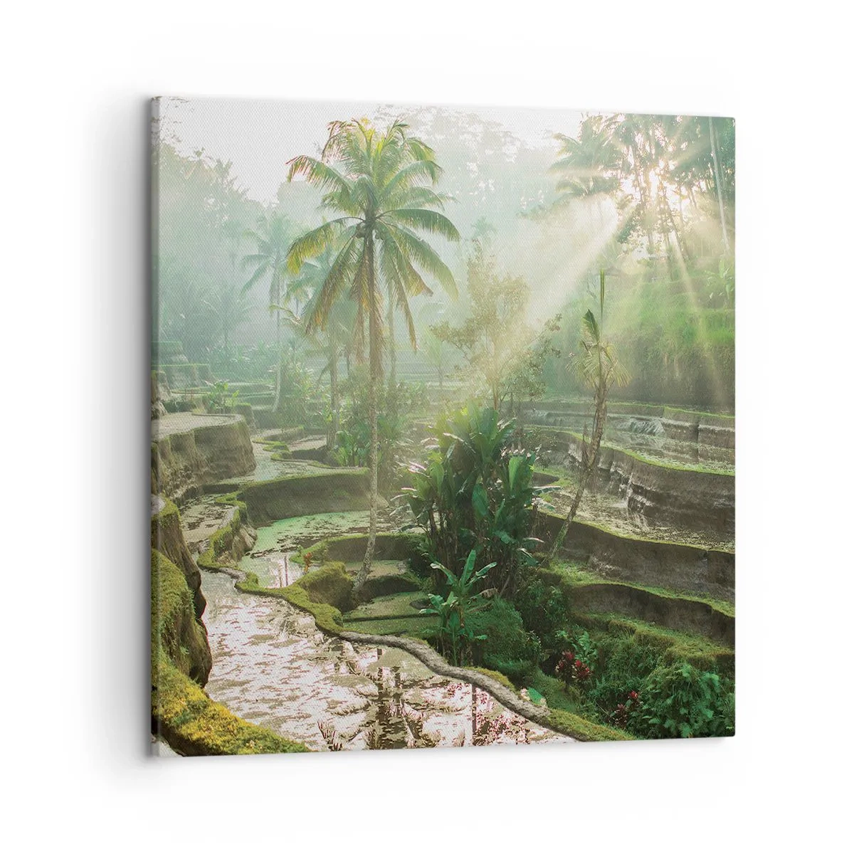 Canvastavla - Bild på duk - Växa upp i solsken - 50x50 cm