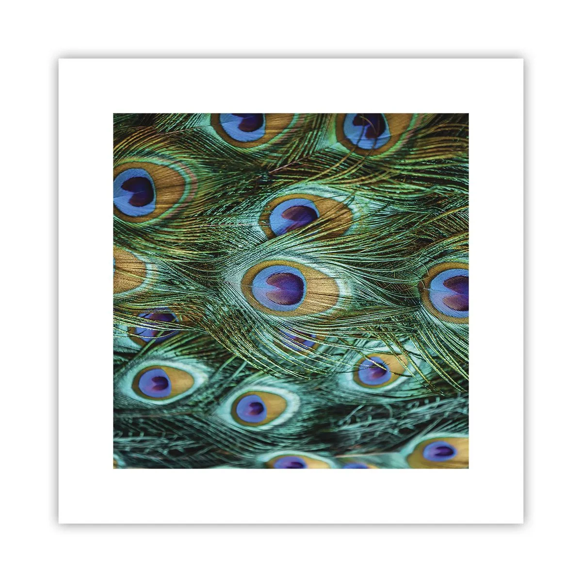 Affisch - Påfågels blick - 30x30 cm
