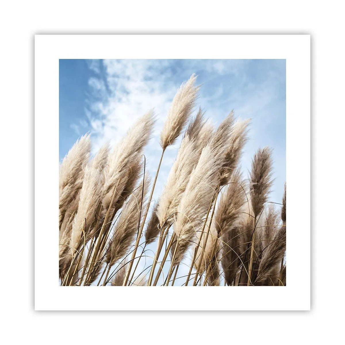 Affisch - Solig och blåsig smekning - 40x40 cm