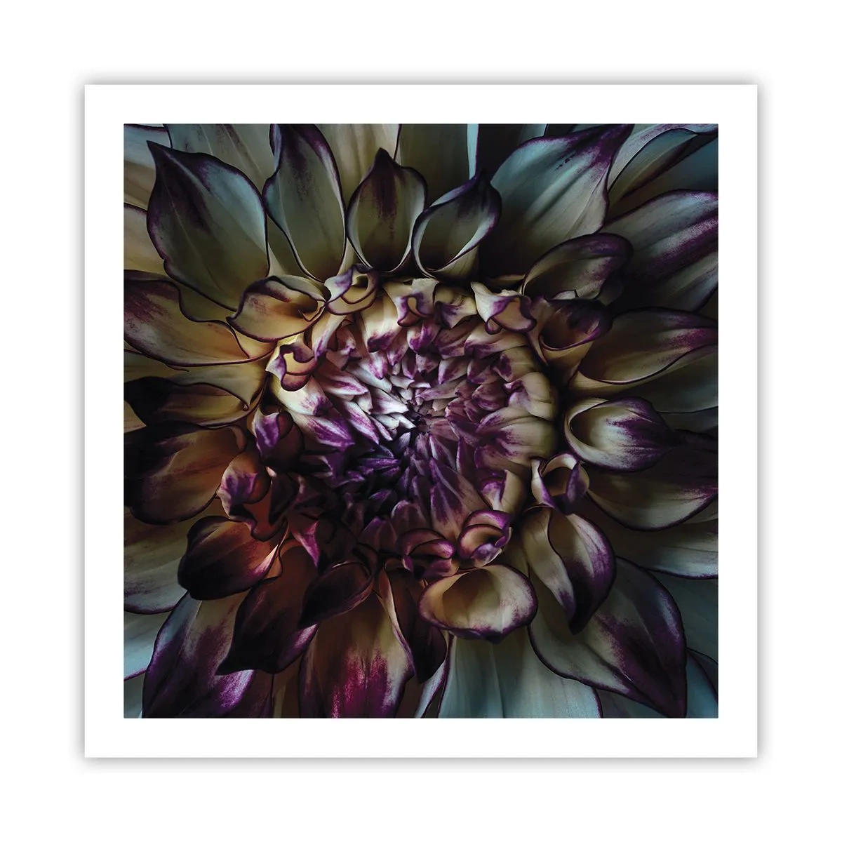 Affisch - Blommande ungdom - 60x60 cm