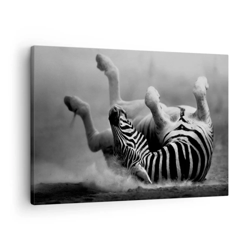 Canvastavla - Bild på duk - En svartvit zebra som rullar i sanden - 70x50cm - Endast hästen skulle inte skratta - Modern väggdekoration för vardagsrum och sovrum ARTTOR