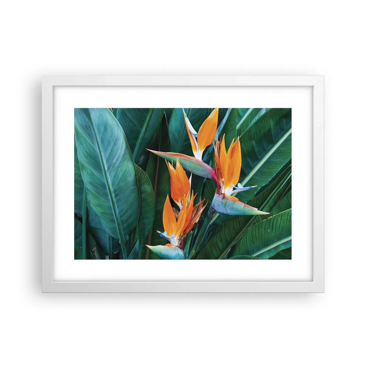 Affisch i vit ram - Är det en blomma, eller en fågel? - 40x30 cm