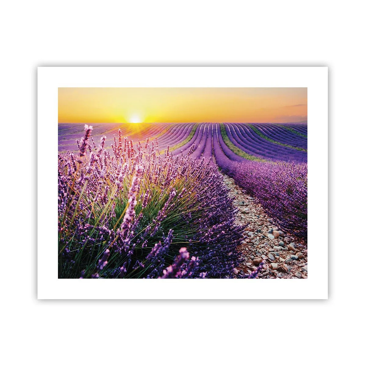 Affisch - Doftande åkermark - 50x40 cm