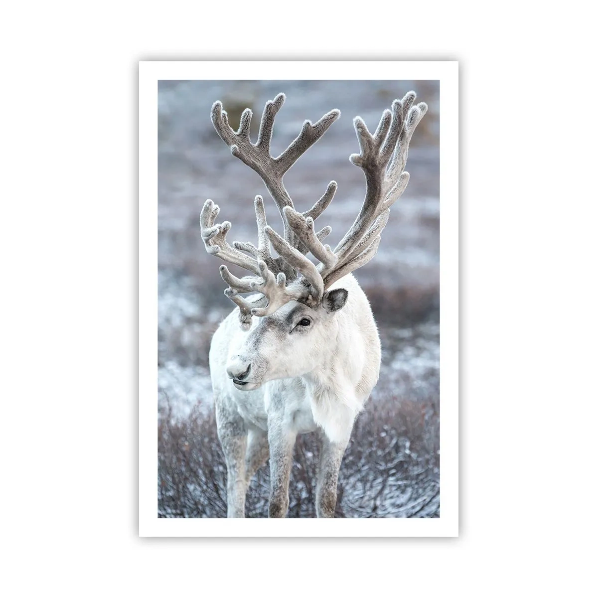 Affisch - Porträtt i solsken - 61x91 cm