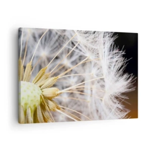 Canvastavla - Bild på duk - Makrofotografi av en maskros med fina frön - 70x50cm - Klar att lyfta - Modern väggdekoration för vardagsrum och sovrum ARTTOR