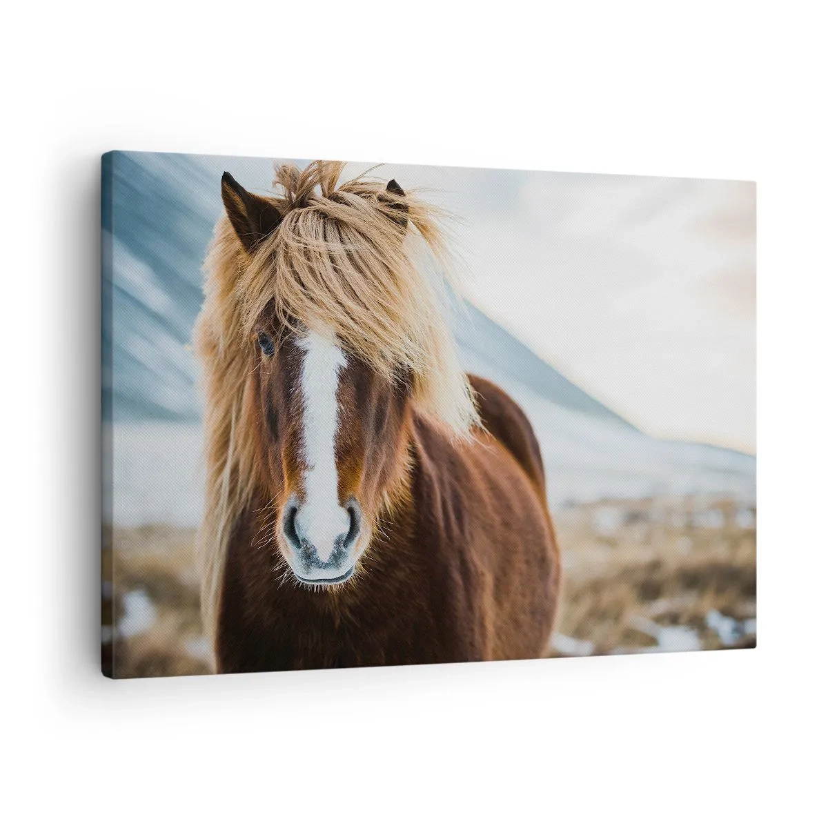 Canvastavla - Bild på duk - Islandshäst mot ett bergslandskap - 70x50cm - Känner du friheten? - Modern väggdekoration för vardagsrum och sovrum ARTTOR