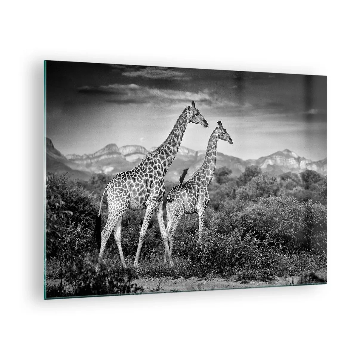 Glastavla - Bild på glas - Ett svartvitt fotografi av två giraffer på savannen. - 70x50cm - Högre klasser i Afrika - Modern väggdekoration för vardagsrum och sovrum ARTTOR