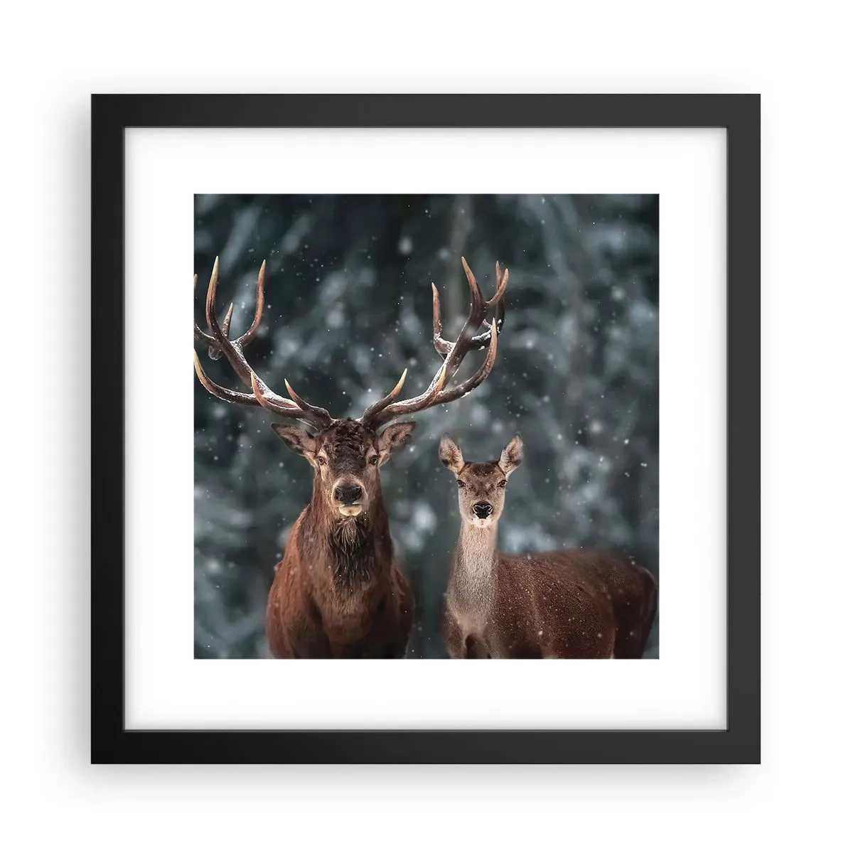 Affisch i svart ram - Skogens herre med hustrun - 30x30 cm