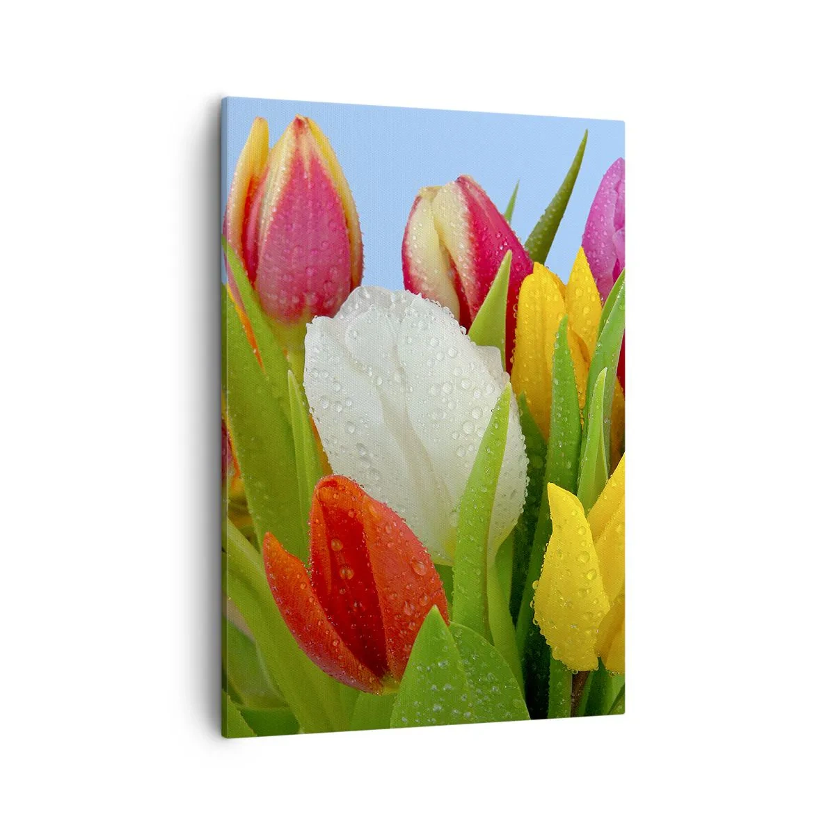 Canvastavla - Bild på duk - blommig regnbåge i daggdroppar - 50x70 cm