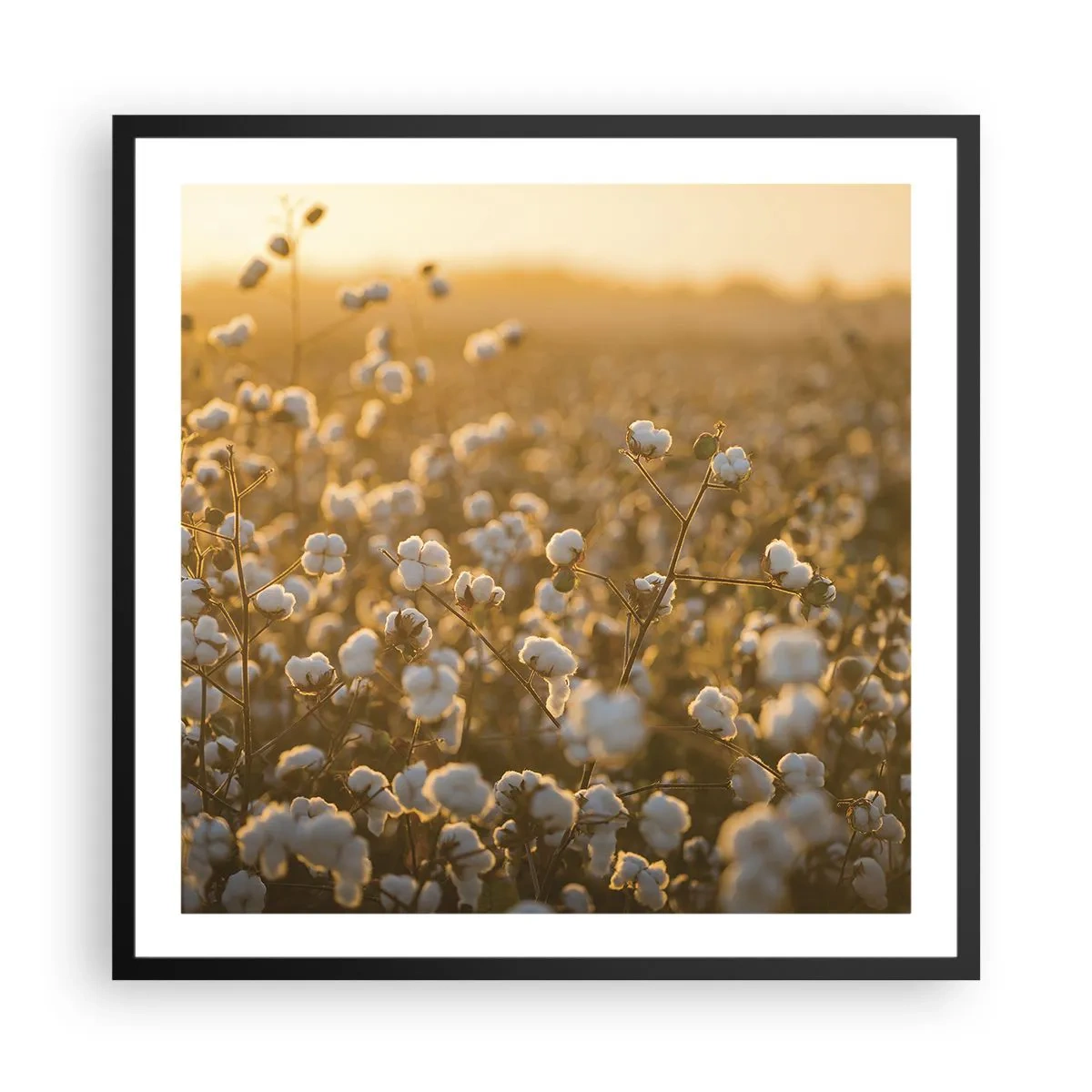 Affisch i svart ram - Fluffigt fält - 60x60 cm