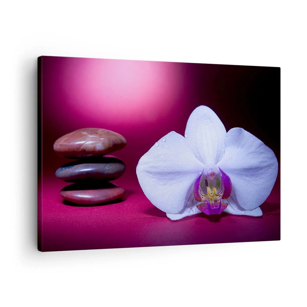Canvastavla - Bild på duk - Vit orkidé och stenar på en rosa bakgrund - 70x50cm - En fräschhetsstudie i violett - Modern väggdekoration för vardagsrum och sovrum ARTTOR