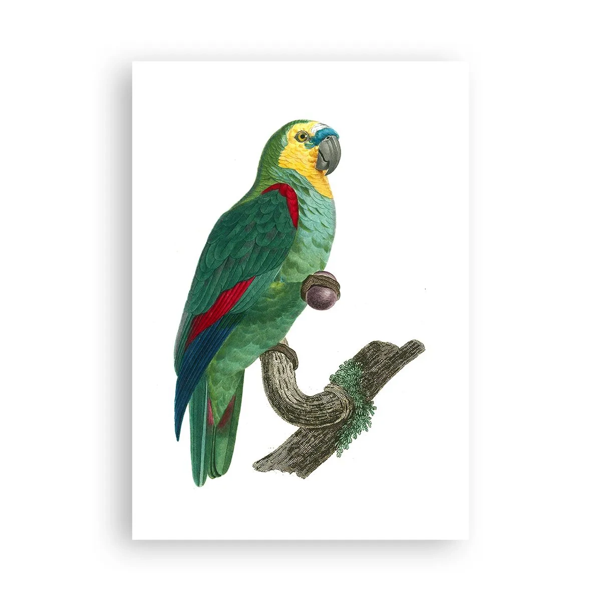 Affisch - Porträtt av papegoja - 70x100 cm