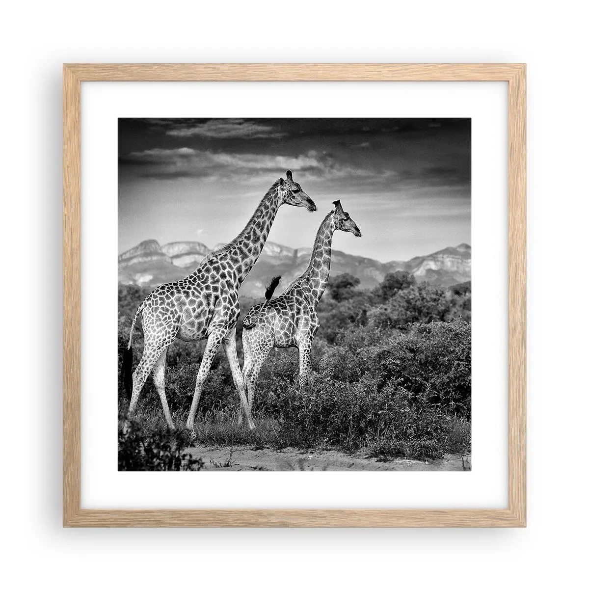 Affisch i ram av ljusek - Högre klasser i Afrika - 40x40 cm