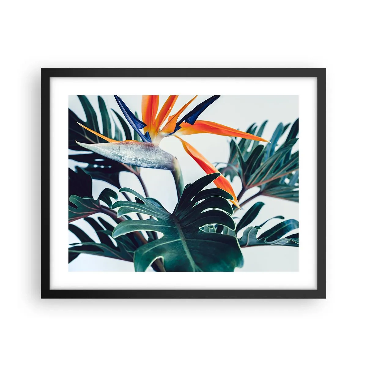 Affisch i svart ram - Fågelbuske - 50x40 cm