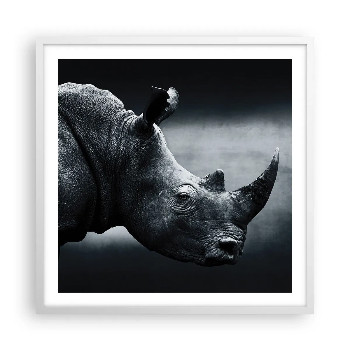 Affisch i vit ram - Höger profil - 60x60 cm