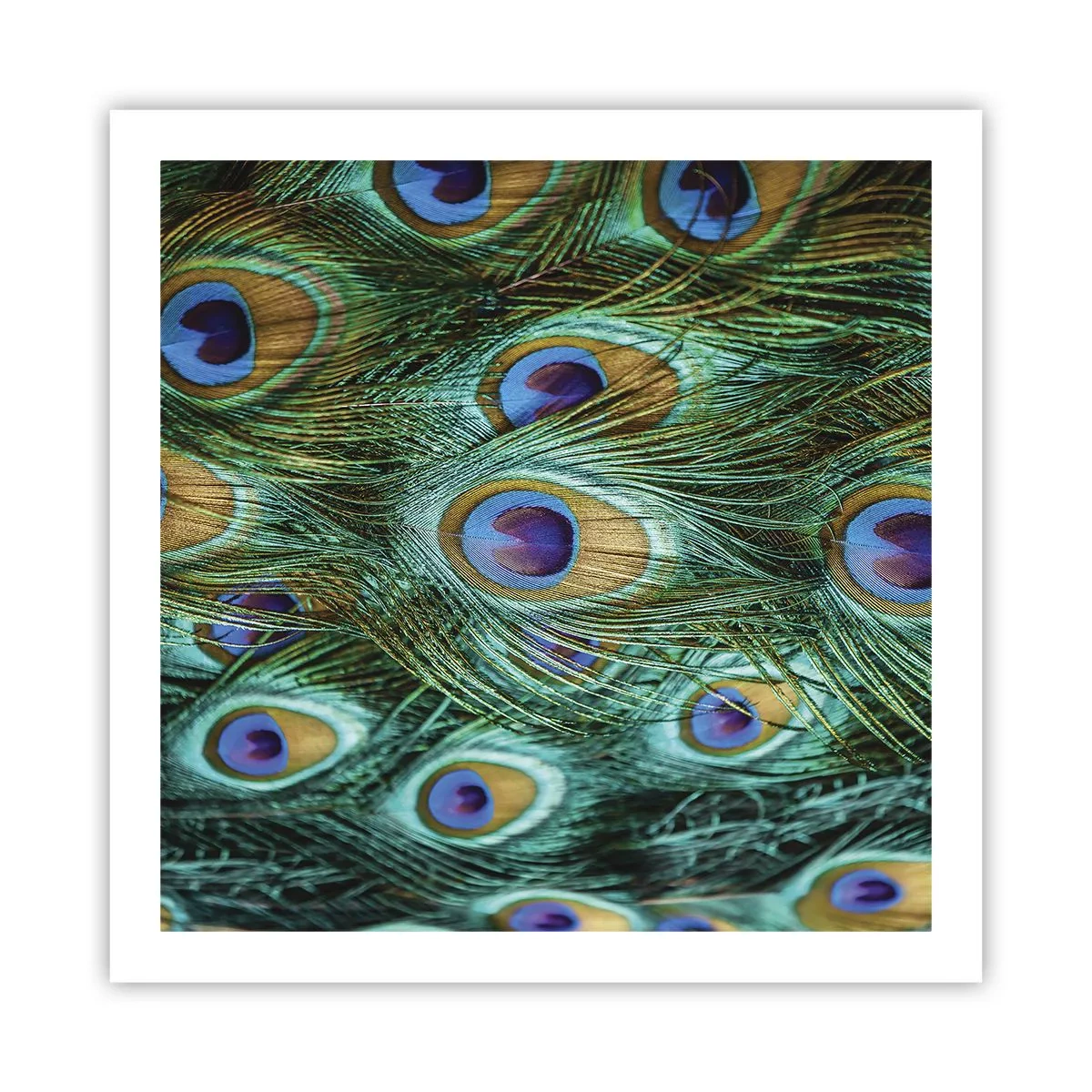 Affisch - Påfågels blick - 60x60 cm