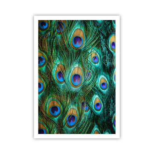 Affisch - Påfågels blick - 70x100 cm