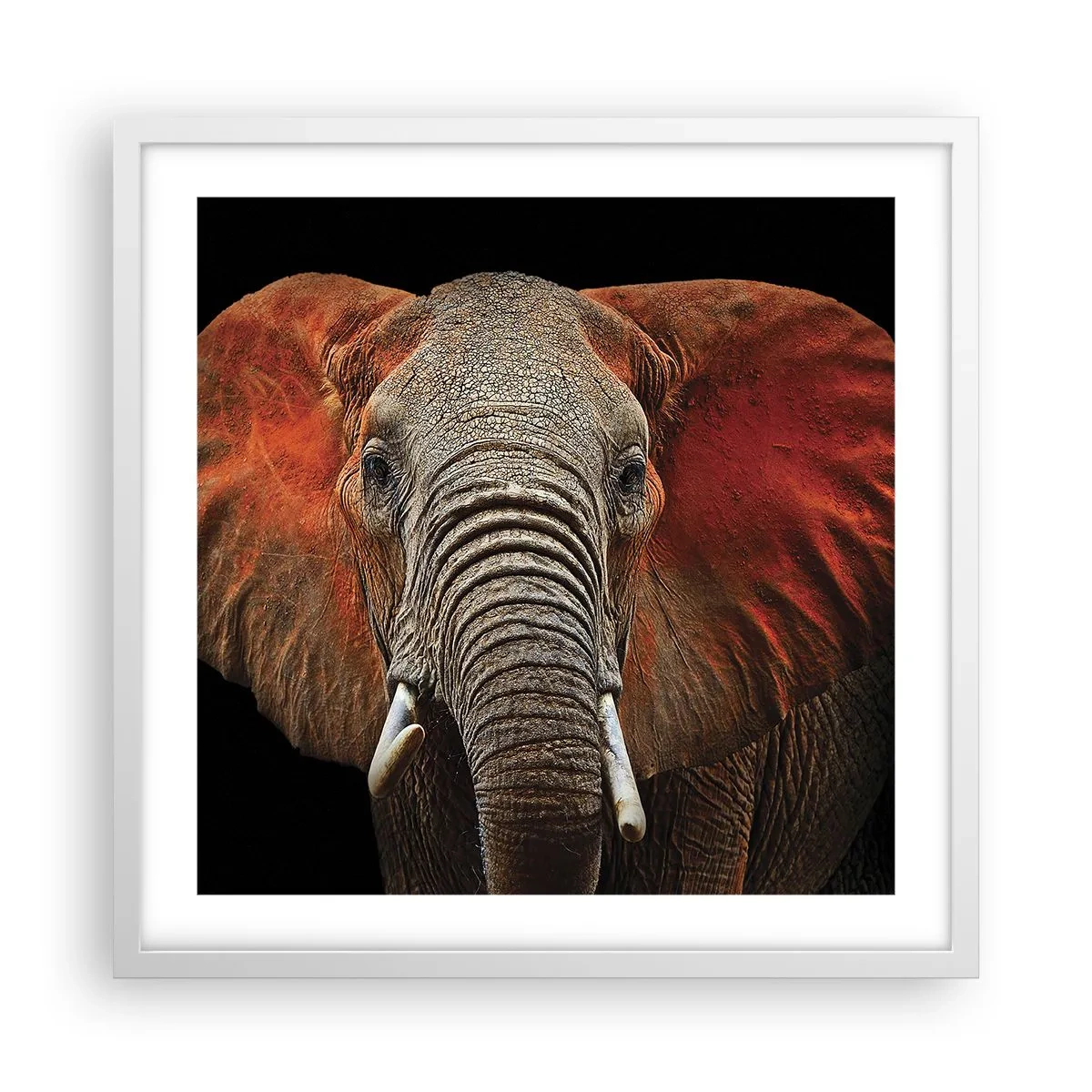 Affisch i vit ram - Jag är vild, och du? - 50x50 cm