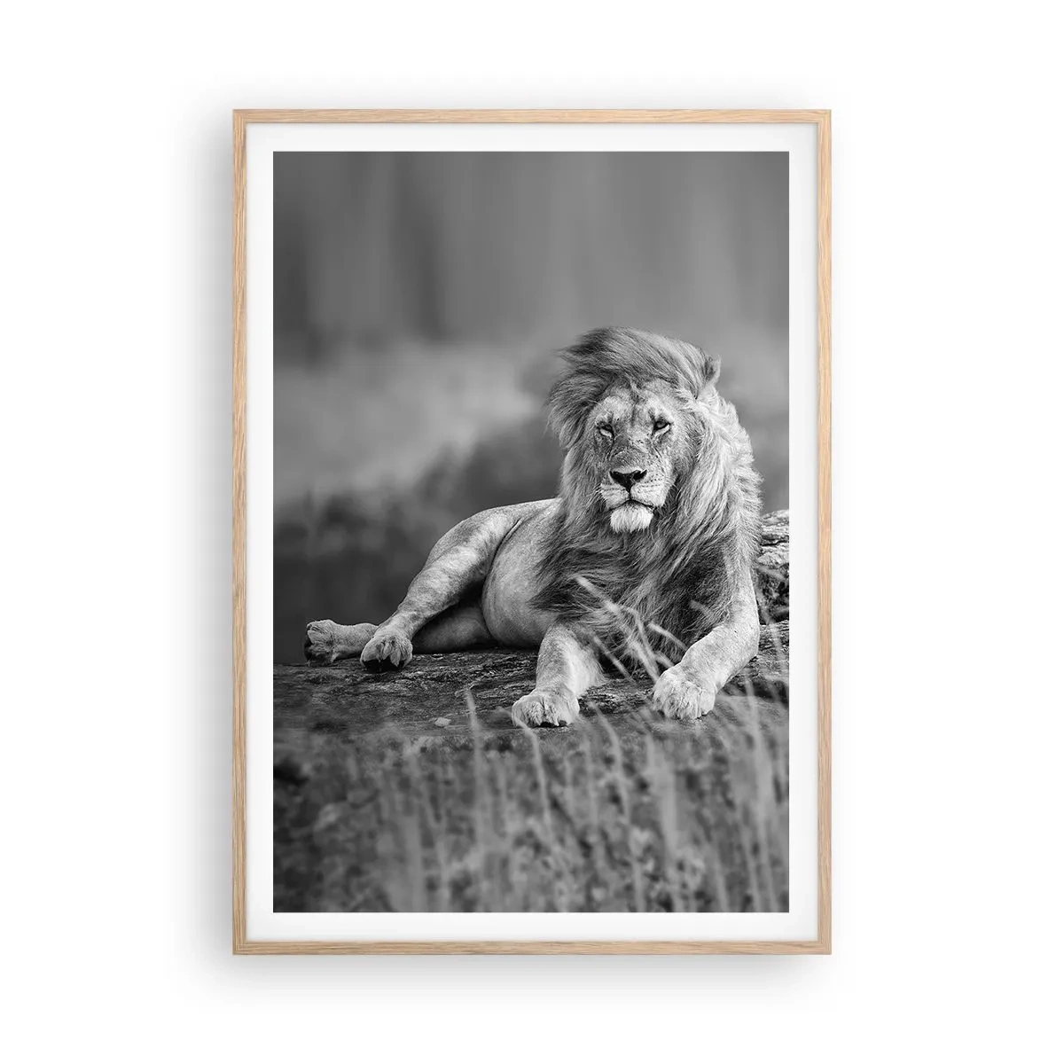 Affisch i ram av ljusek - Kunglig siesta - 70x100 cm