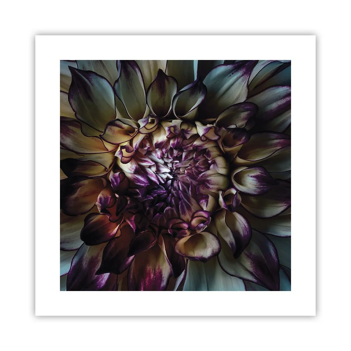 Affisch - Blommande ungdom - 40x40 cm