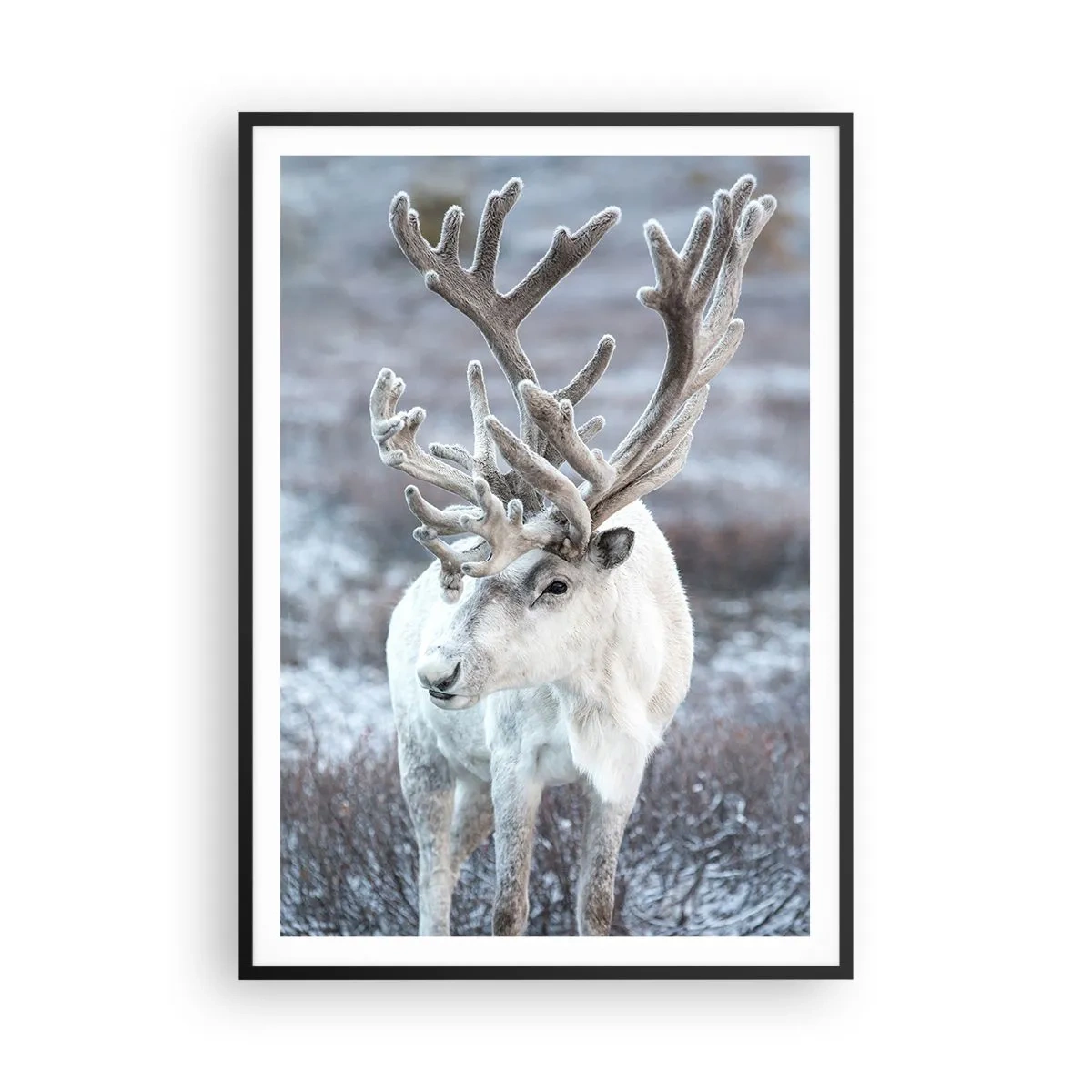 Affisch i svart ram - Porträtt i solsken - 70x100 cm