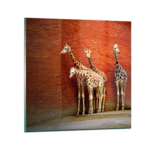 Glastavla - Bild på glas - Ser ni någon akacia? - 40x40 cm