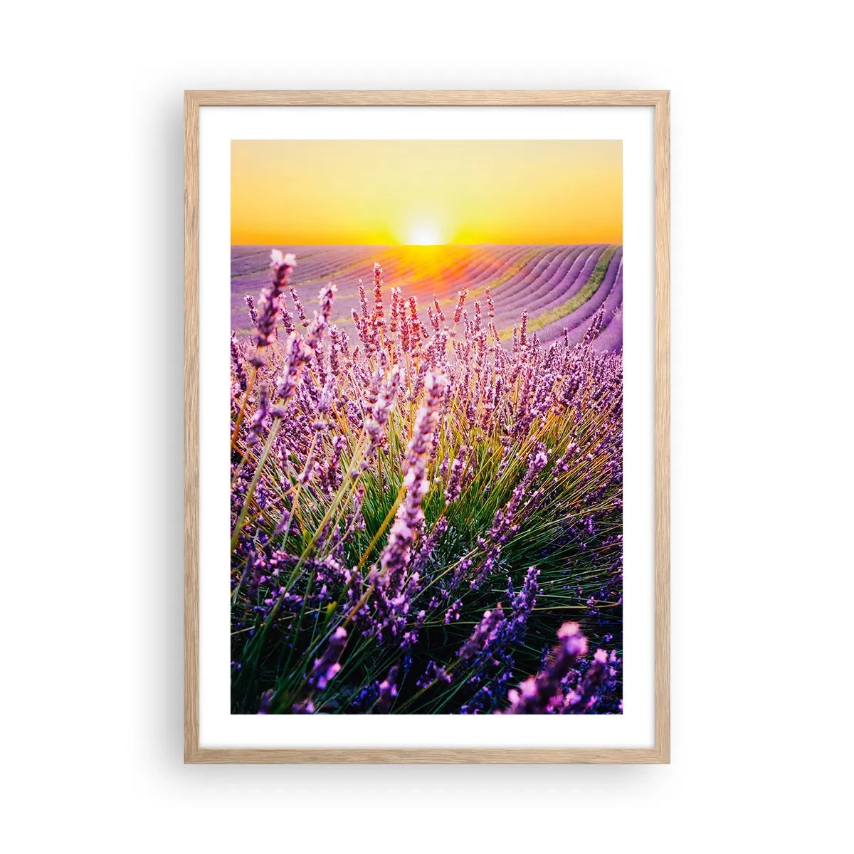 Affisch i ram av ljusek - Doftande åkermark - 50x70 cm