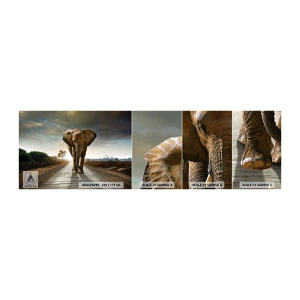 Provbit av självhäftande fototapet Deluxe Sticker - Inte alls i en porslinsbutik - Elefant, Landskap, Natur - 100x30 cm
