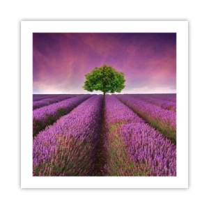 Affisch - På lavendelåkrarna - 50x50 cm