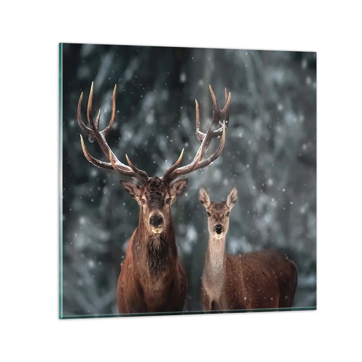 Glastavla - Bild på glas - Skogens herre med hustrun - 40x40 cm