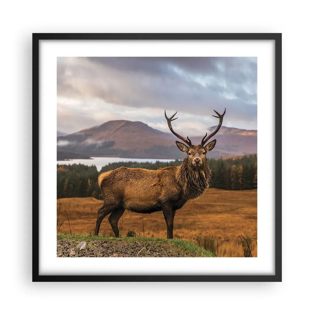Affisch i svart ram - Naturens majestät - 50x50 cm