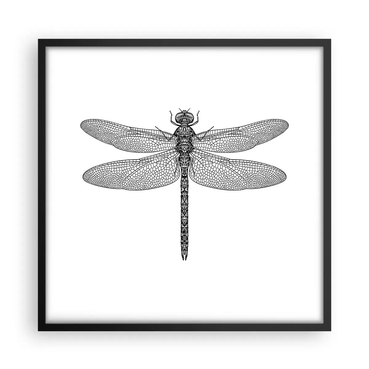 Affisch i svart ram - Precision i naturen - 50x50 cm