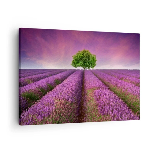 Canvastavla - Bild på duk - Ett lavendelfält med ett ensamt träd och en lila himmel - 70x50cm - På lavendelåkrarna - Modern väggdekoration för vardagsrum och sovrum ARTTOR