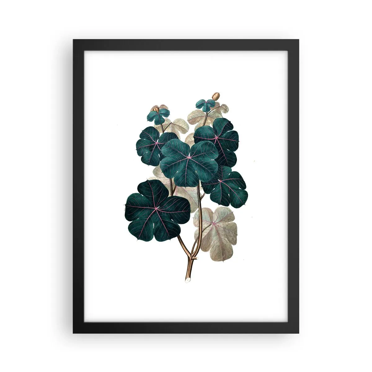 Affisch i svart ram - Från ett gammalt herbarium - 30x40 cm