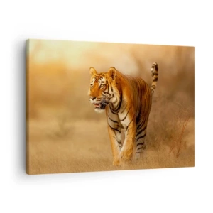 Canvastavla - Bild på duk - En tiger som går genom savannen i varma färger - 70x50cm - Före attack - Modern väggdekoration för vardagsrum och sovrum ARTTOR
