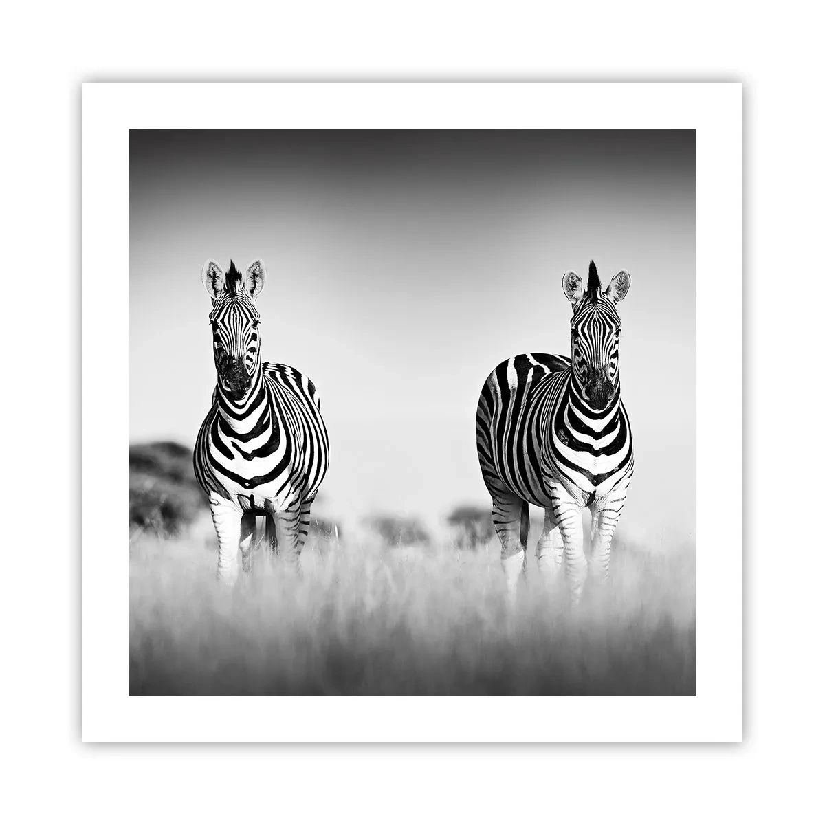 Affisch - Men dock världen är svart-vit - 50x50 cm