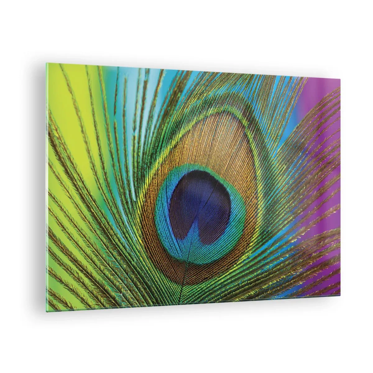 Glastavla - Bild på glas - En närbild av en färgglad påfågelfjäder - 70x50cm - Öga mot öga - Modern väggdekoration för vardagsrum och sovrum ARTTOR