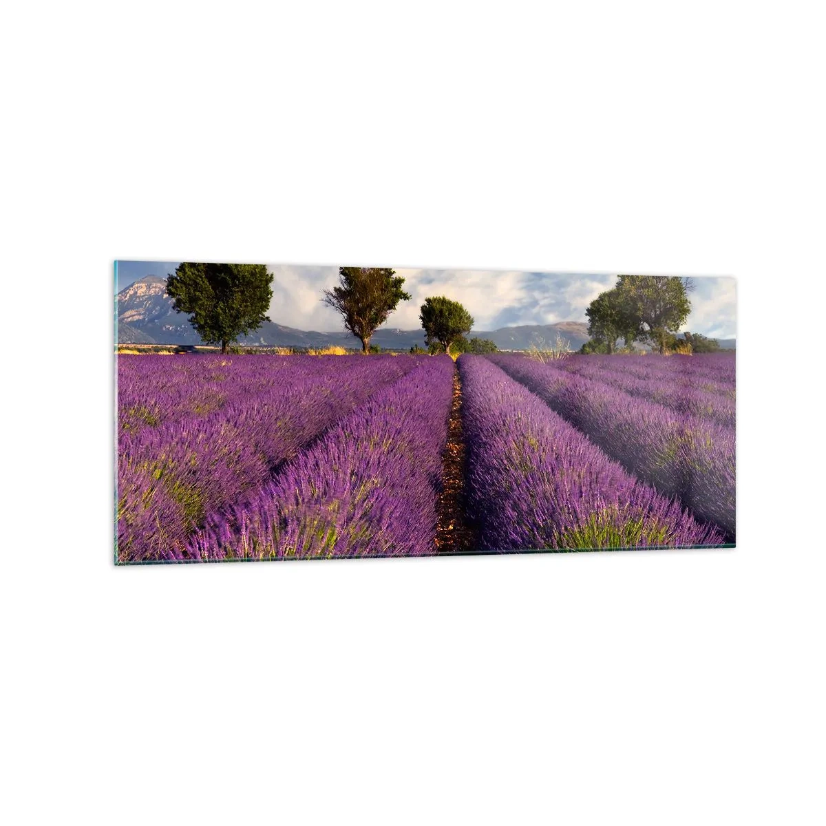 Glastavla - Bild på glas - Lavendelrader - 120x50 cm