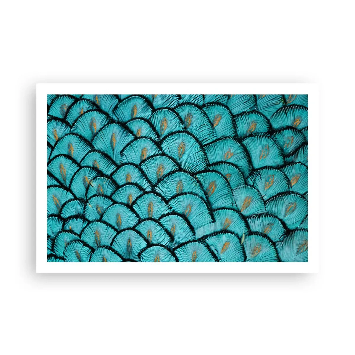 Affisch - Den stora fjädergalan - 91x61 cm