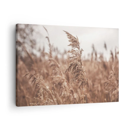 Canvastavla - Bild på duk - Gyllene gräs mot bakgrund av höstlandskap - 70x50cm - Hösten är framme på åkrarna - Modern väggdekoration för vardagsrum och sovrum ARTTOR