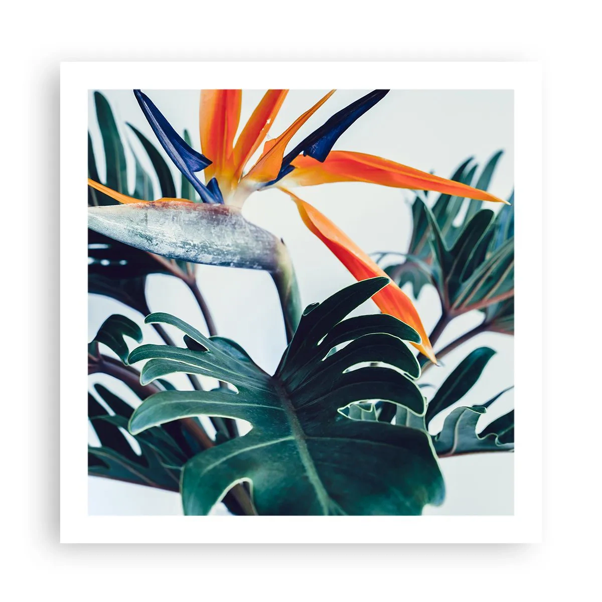 Affisch - Fågelbuske - 60x60 cm