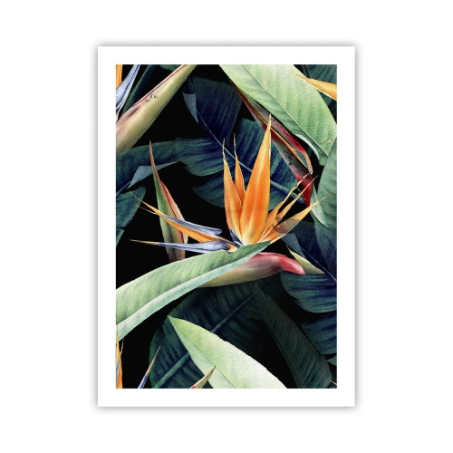 Affisch - Tropikens brinnande blommor - 50x70 cm