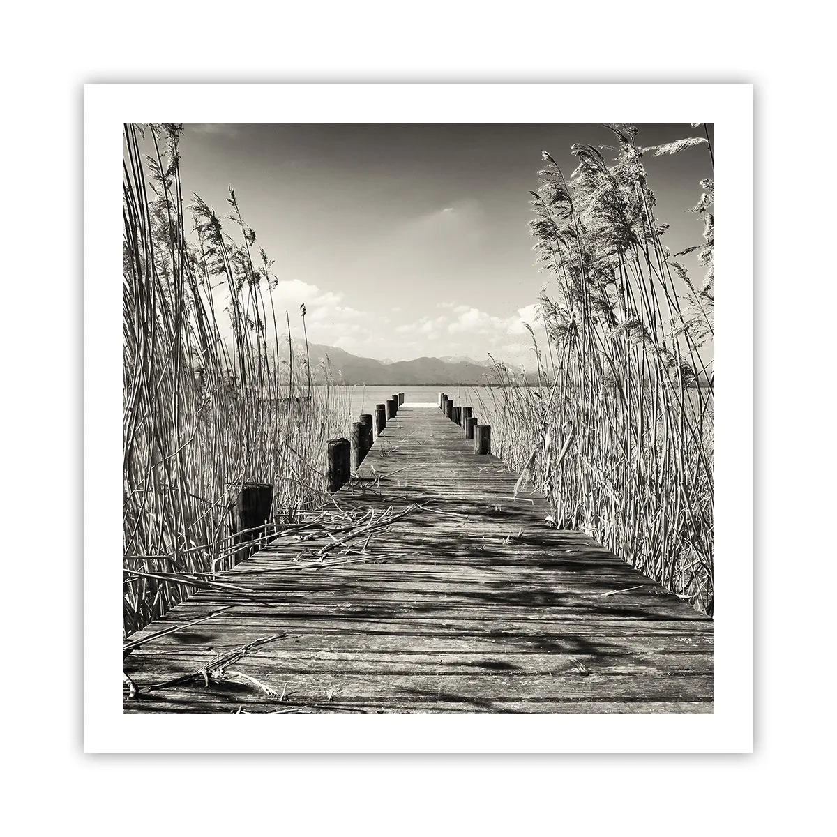 Affisch - I gräsets fristad - 60x60 cm